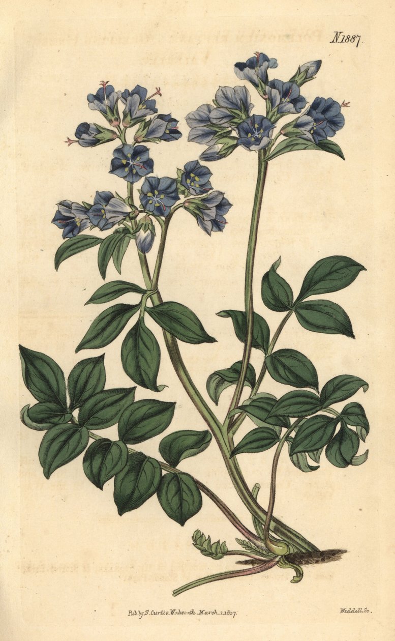 Kúszó polemoine – Kúszó görög-valerian, Polemonium reptans. Weddell kézzel színezett botanikai metszete John Sims Curtis