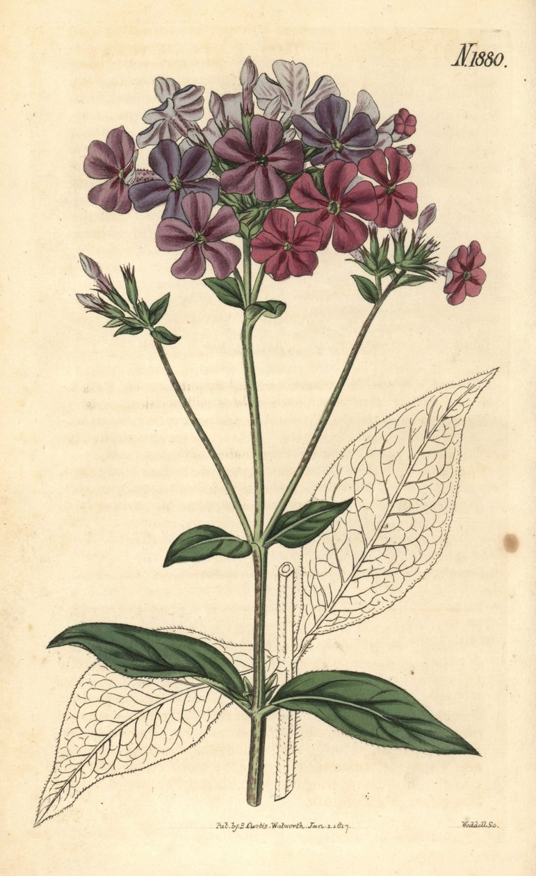 Keresztlevelű flox vagy lychnidea, Phlox acuminata. Weddell kézzel színezett botanikai metszete John Sims Curtis Botanical Magazine című művéből, Couchman, London alkotó: Weddell Weddell