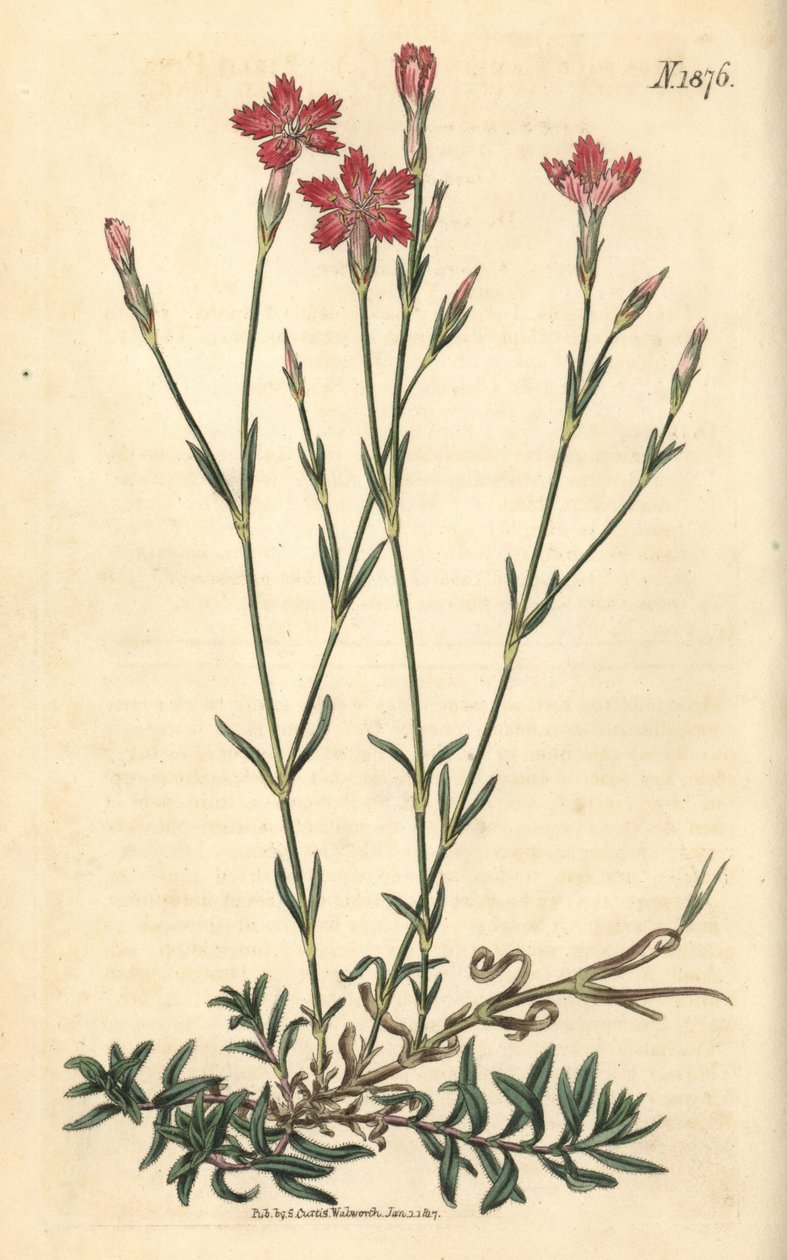 Mezei szegfű – Mezei rózsa, Dianthus campestris. Weddell kézzel színezett botanikai metszete John Sims Curtis