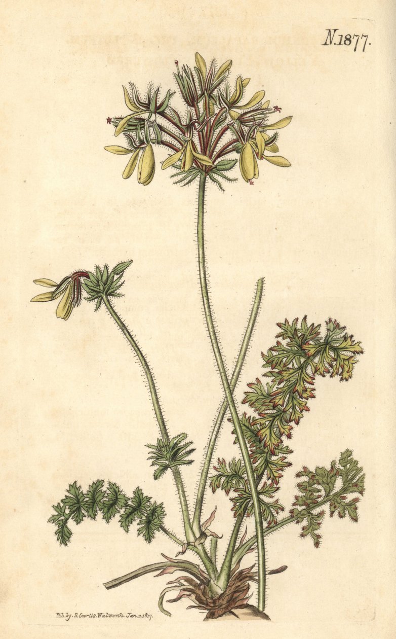 Virágüzletek Geránium – Sárga füstösvirágú darázsvirág, Pelargonium rapaceum var. luteum. Weddell kézzel színezett botanikai metszete John Sims Curtis