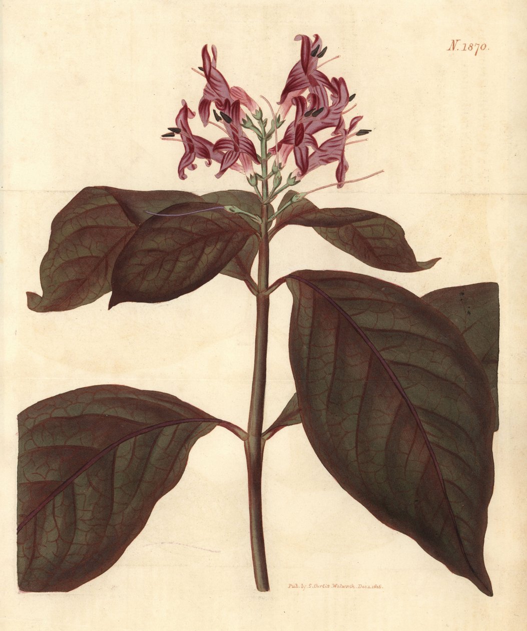 Szűz tej - Karikatúra-növény, Graptophyllum pictum (Véres erezetű justicia, Justicia picta lurido-sanguinea). Weddell kézzel színezett botanikai metszete John Sims Curtis