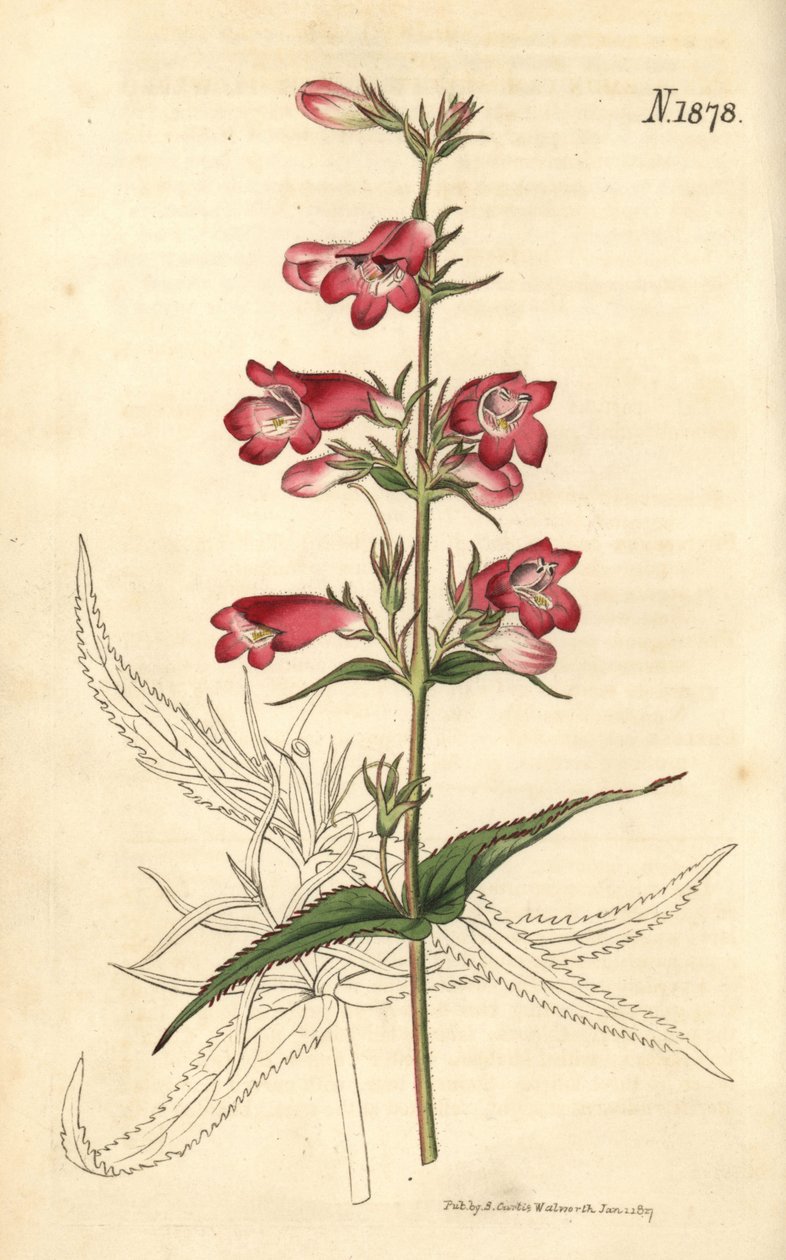 Penstemon campanulatus, virág alkotó: Weddell Weddell