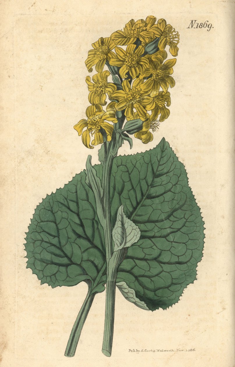 Szibériai Ligularia - Ligularia sibirica (szibériai cineraria, Cineraria sibirica). Weddell kézzel színezett botanikai metszete John Sims Curtis Botanical Magazine című művéből, Couchman, London alkotó: Weddell Weddell