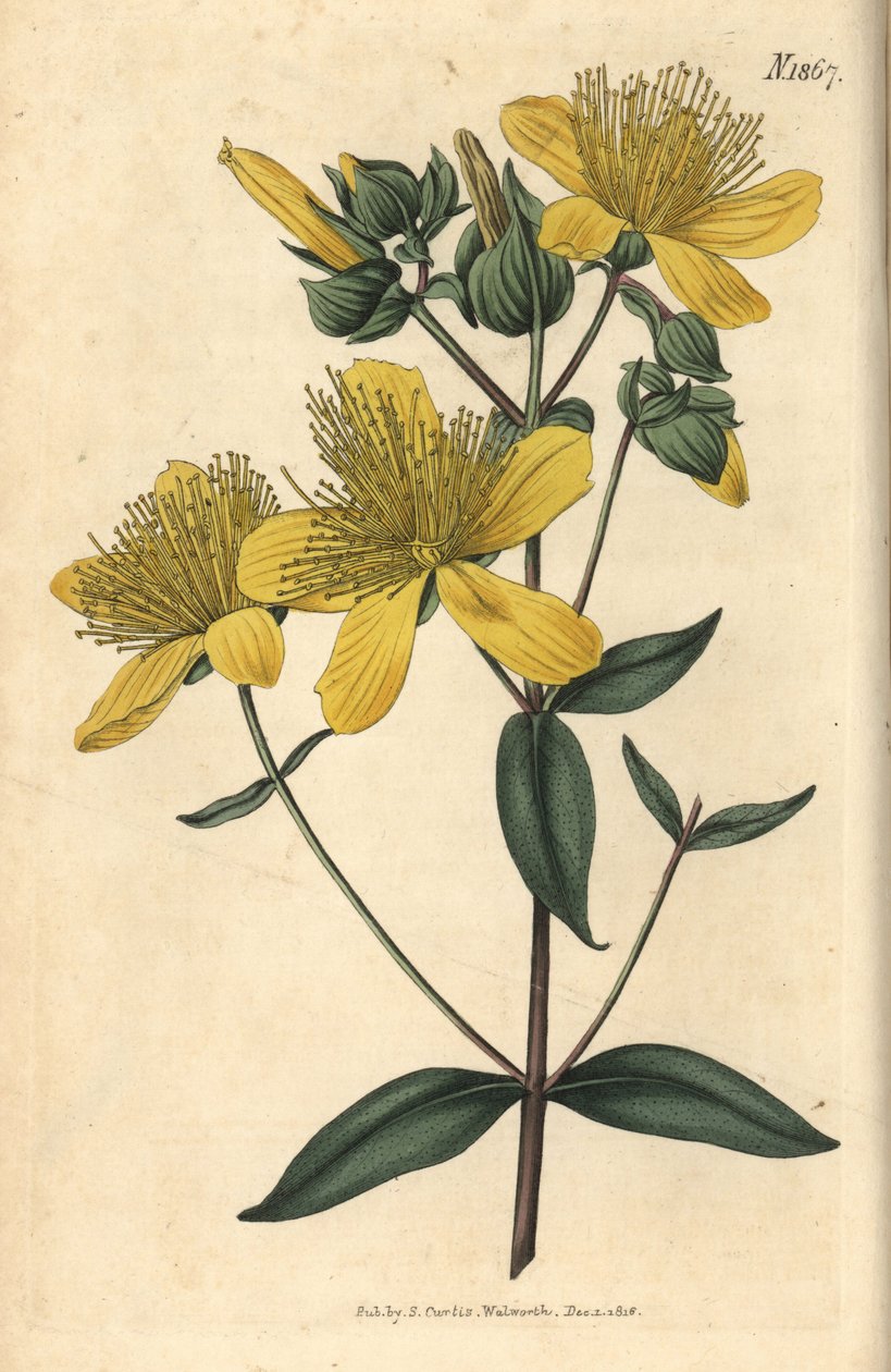 Orbáncfű - Olimpiai orbáncfű, Hypericum olympicum (Széles levelű olimpiai orbáncfű, Hypericum olympicum latifolium). Weddell kézzel színezett botanikai metszete John Sims Curtis