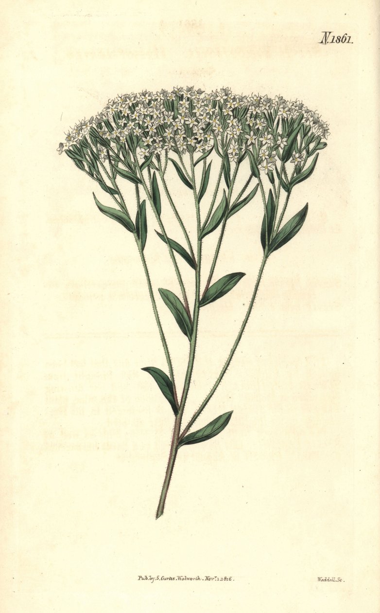 Stevia – Izsópfűlevelű stevia, Stevia eupatoria (Stevia hyssopifolia). Weddell kézzel színezett botanikai metszete John Sims Curtis
