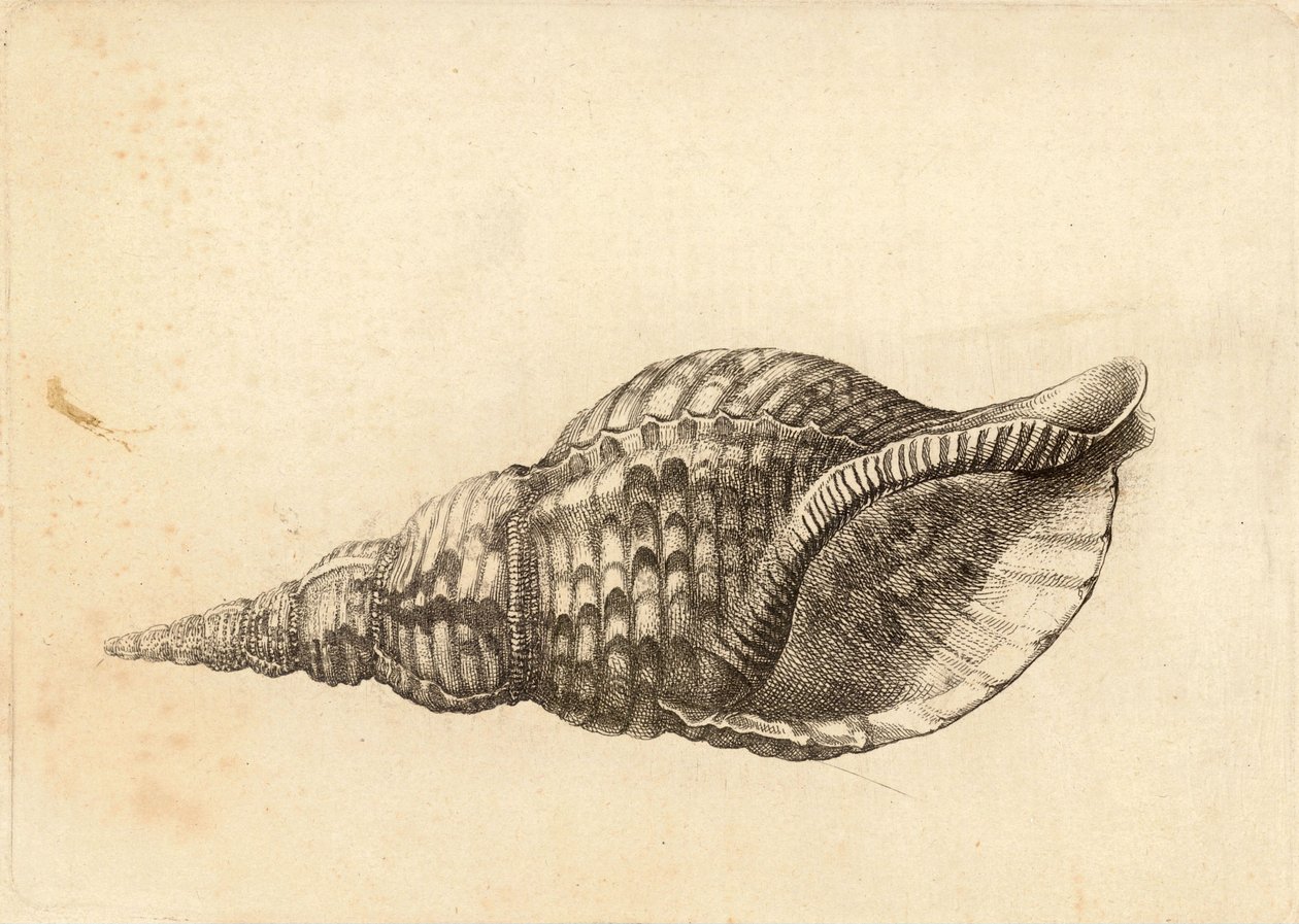 Charonia tritonis alkotó: Wenceslaus Hollar