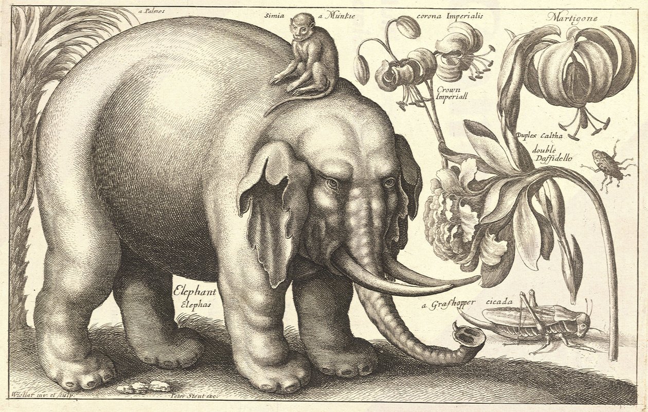 Elefánt és virágok. 2. állapot alkotó: Wenceslaus Hollar