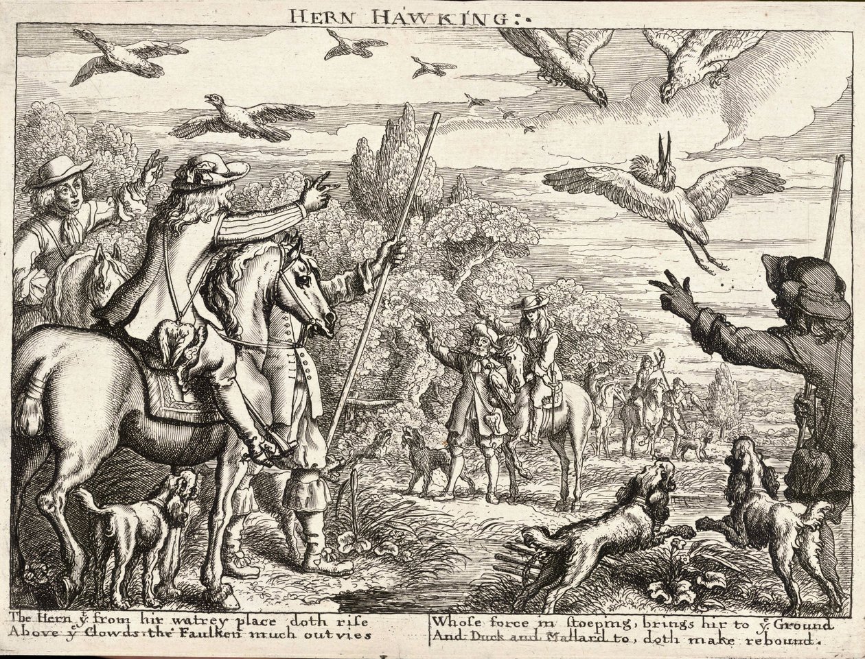 Hern hawking alkotó: Wenceslaus Hollar