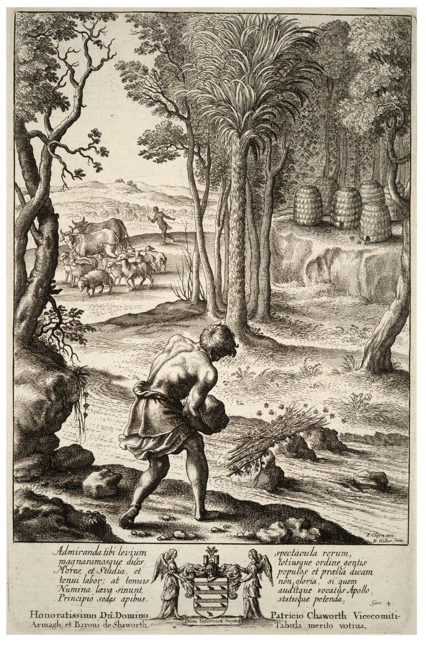 Hiven méhek. 1. állapot alkotó: Wenceslaus Hollar