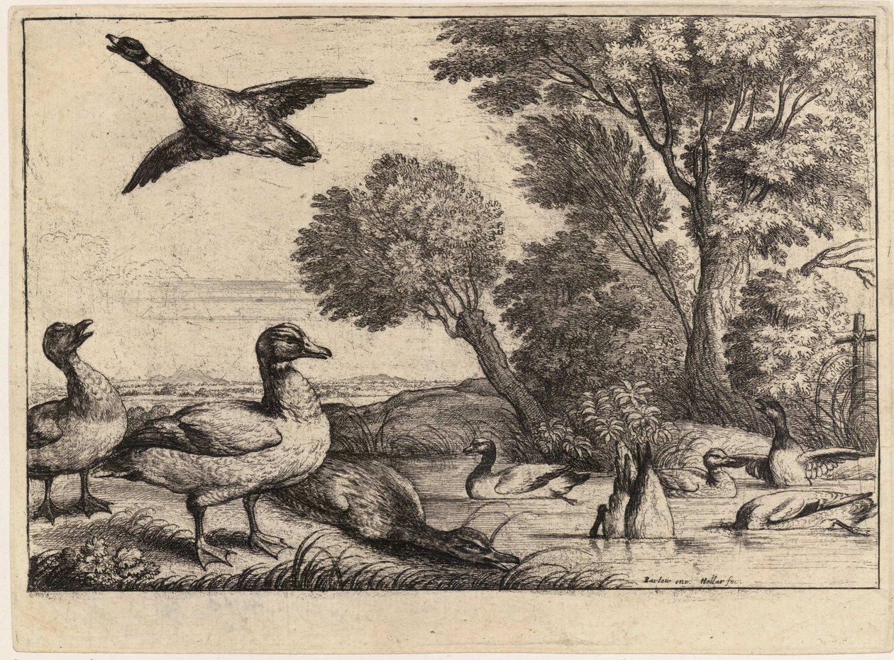 Kilenc kacsa. 2. állapot alkotó: Wenceslaus Hollar