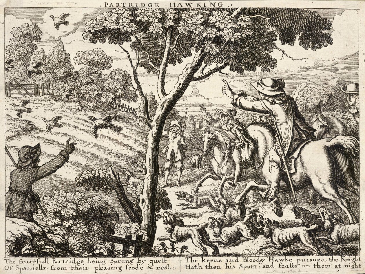 Partridge hawking alkotó: Wenceslaus Hollar