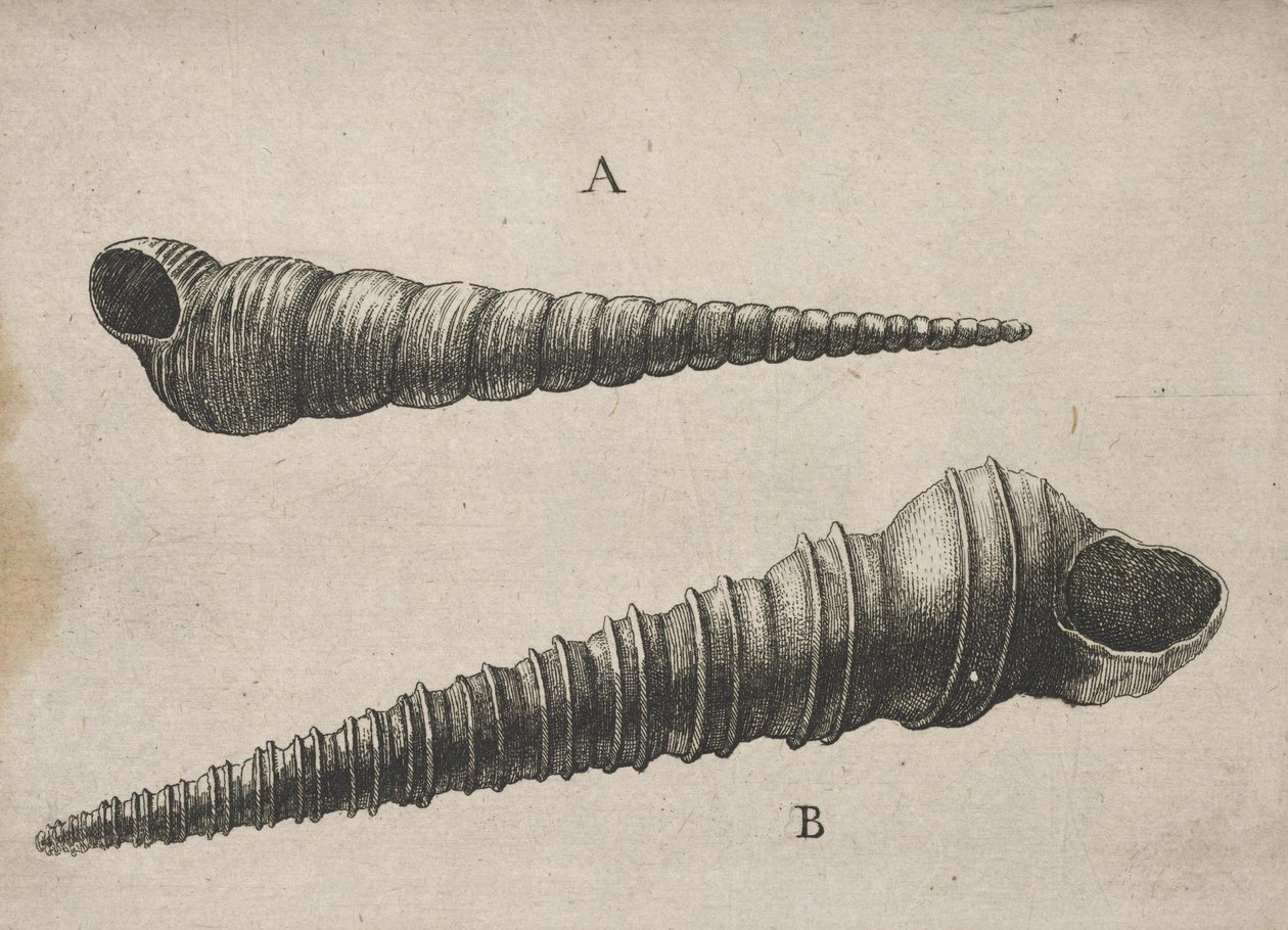 Kagylók (Turritella terebra és T. duplicata L.) alkotó: Wenceslaus Hollar