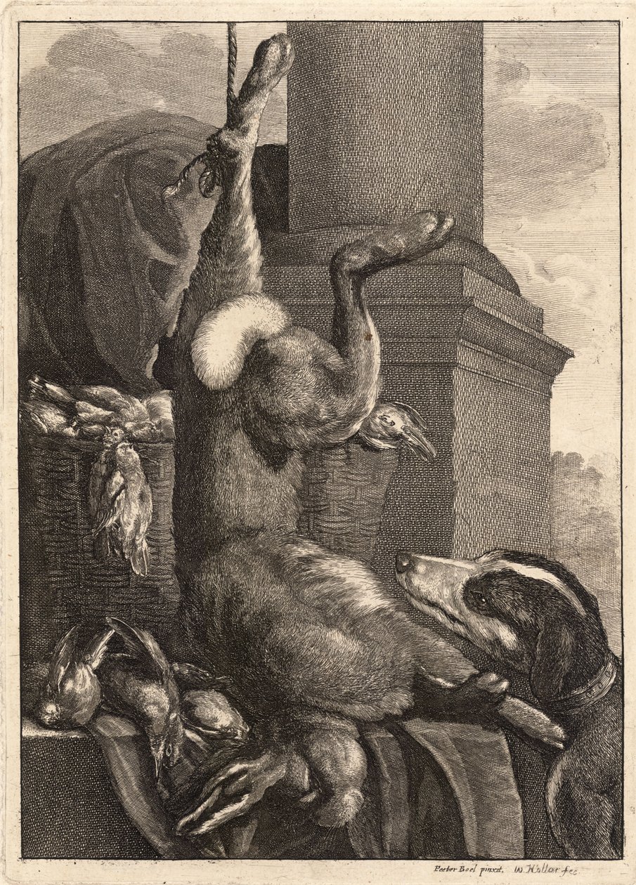 A döglött nyúl. 3. állapot alkotó: Wenceslaus Hollar