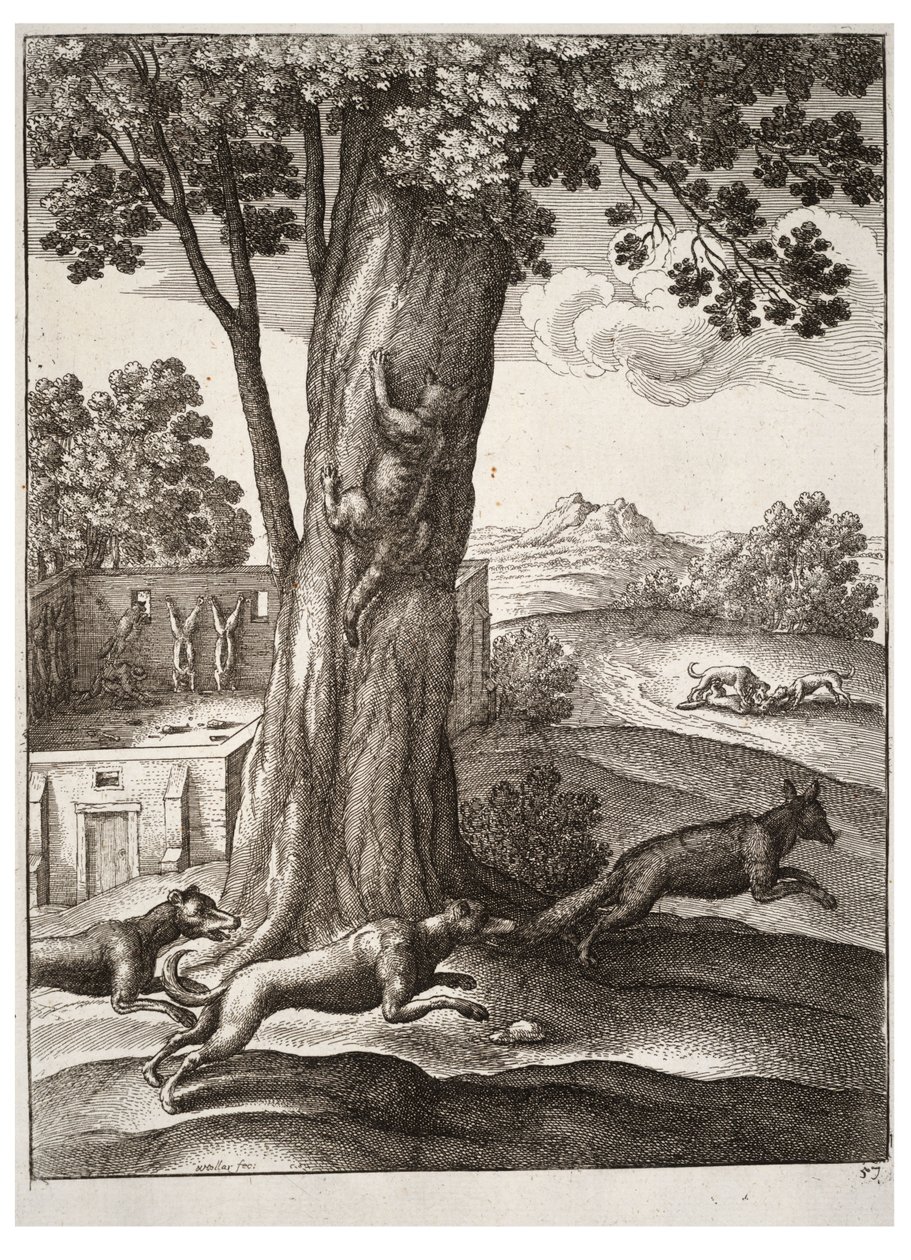 A róka és a macska alkotó: Wenceslaus Hollar