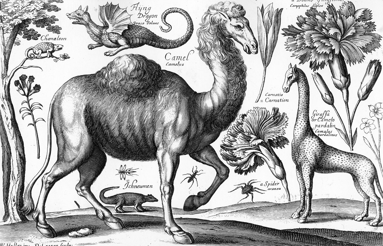 Animals, Wild and Beasts, vésette David Loggan alkotó: Wenceslaus (after) Hollar