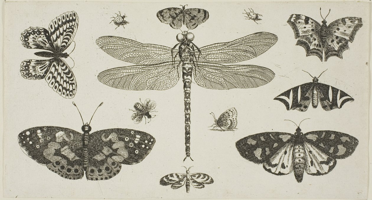 Egy szitakötő, katicabogarak és pillangók, a Diversae Insectorum... Figurae című kötetből. alkotó: Wenceslaus Hollar