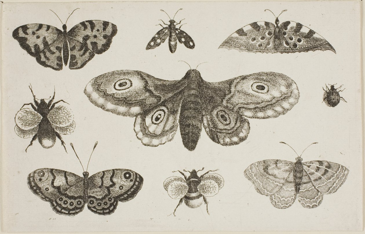 Egy lepke, lepkék és méhek alkotó: Wenceslaus Hollar