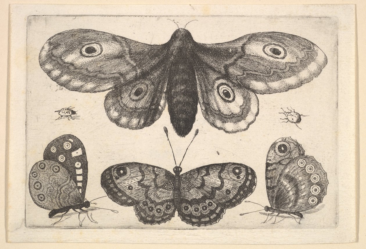 Egy lepke, három pillangó és két bogár, 1646. alkotó: Wenceslaus Hollar