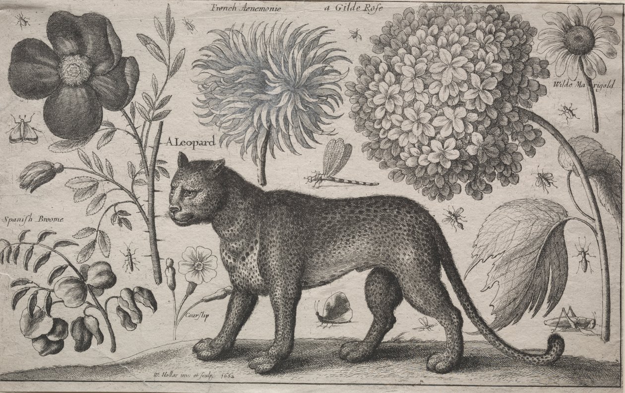 Állatok és növények: Leopárd növényekkel és rovarokkal alkotó: Wenceslaus Hollar