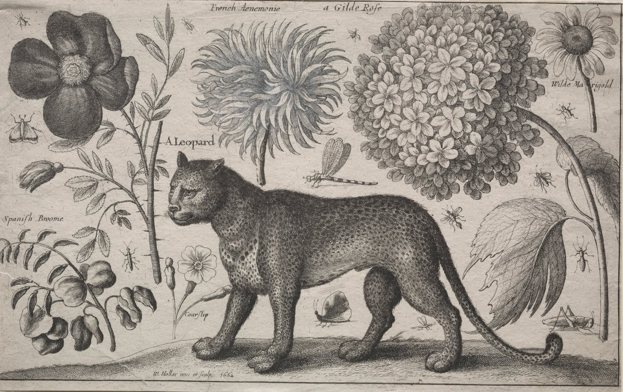 Állatok és növények: Leopárd növényekkel és rovarokkal, 1662. alkotó: Wenceslaus Hollar