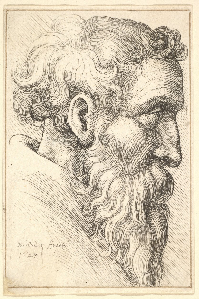 Szakállas öregember profilban jobbra, 1645. alkotó: Wenceslaus Hollar