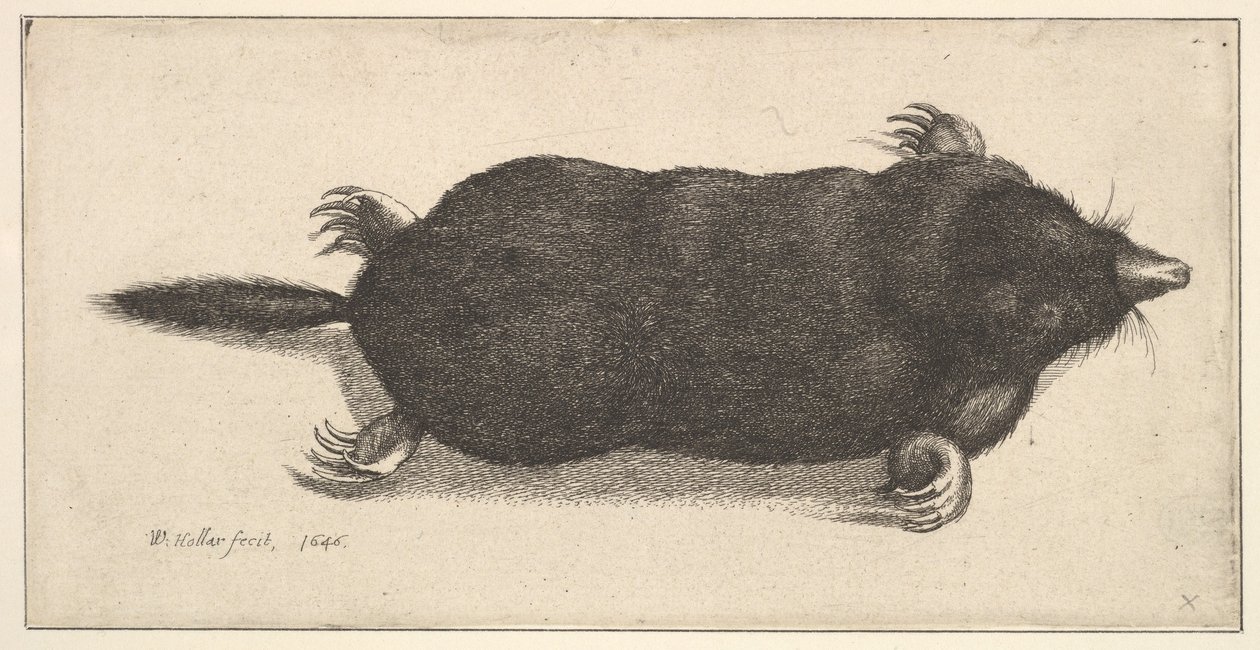 Döglött vakond, 1646. alkotó: Wenceslaus Hollar