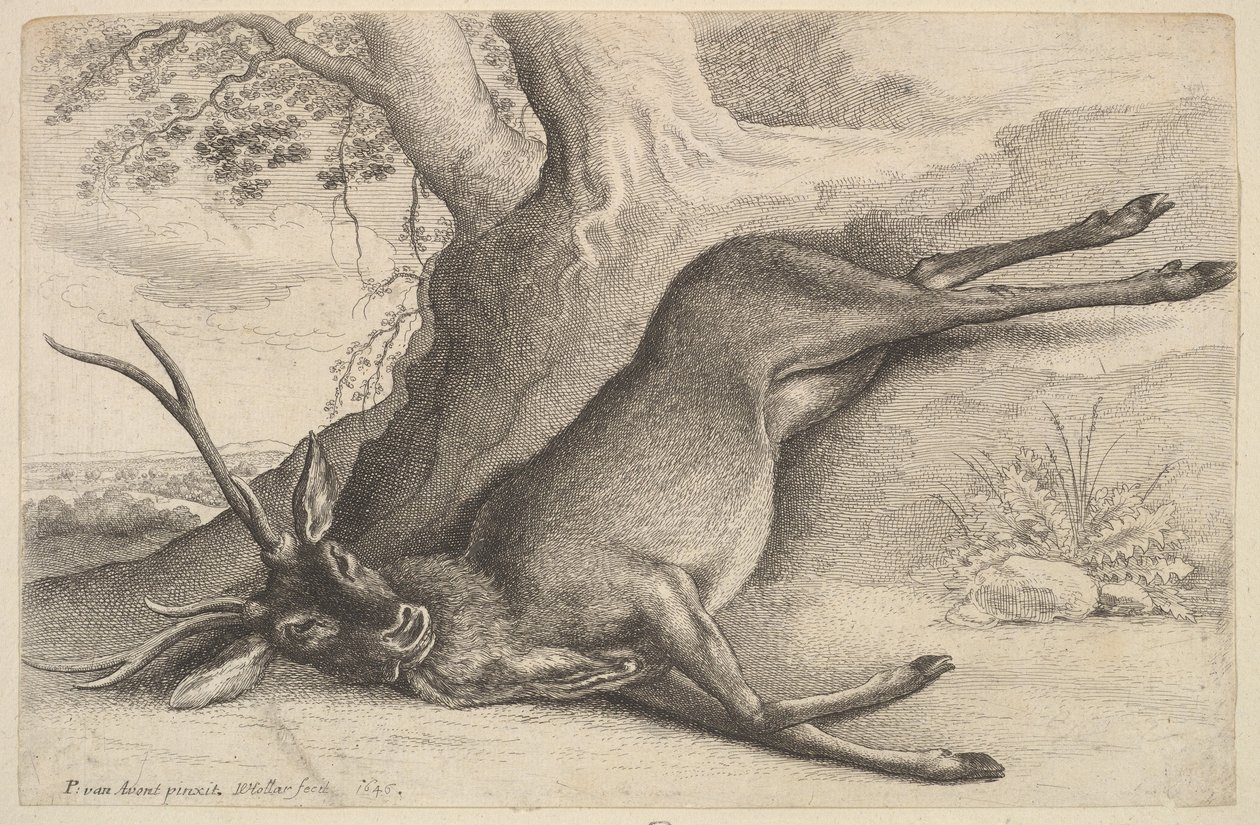Döglött szarvas, 1646. alkotó: Wenceslaus Hollar