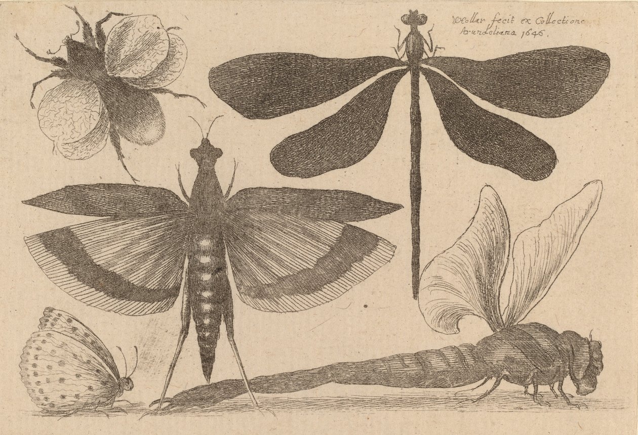 Szitakötők és poszméh, 1646. alkotó: Wenceslaus Hollar