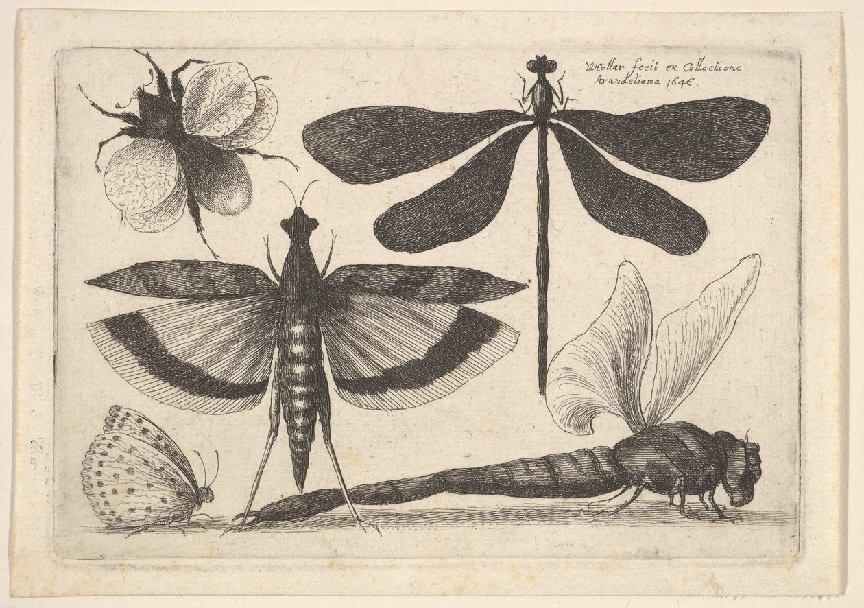 Szitakötők és poszméh, 1646. alkotó: Wenceslaus Hollar