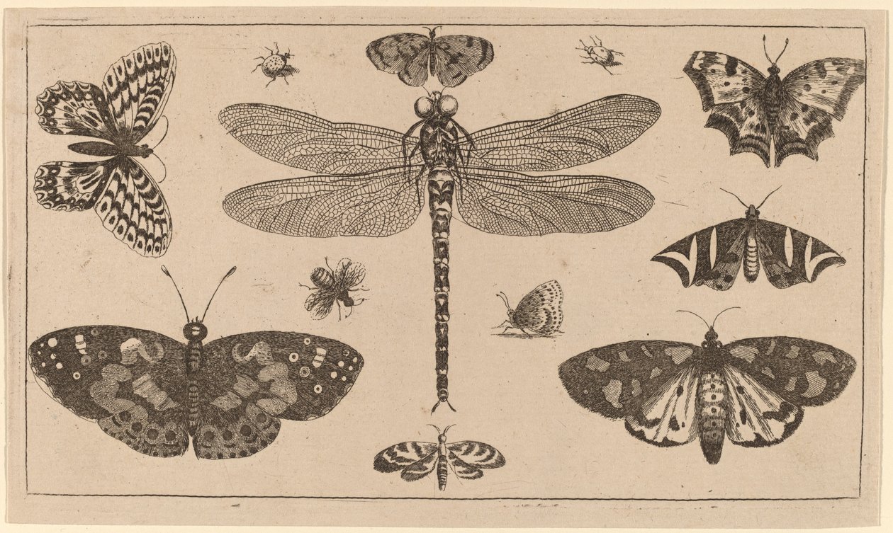 Szitakötő, katica és pillangó alkotó: Wenceslaus Hollar
