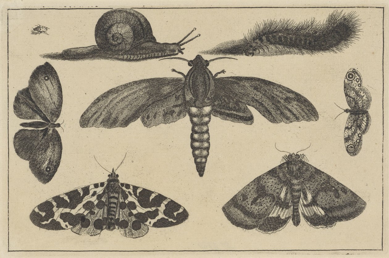 Három lepke, lepkék, bogár, csiga és hernyó Különféle rovarok (sorozat címe) Diversae Insectorum (sorozat címe) alkotó: Wenceslaus Hollar