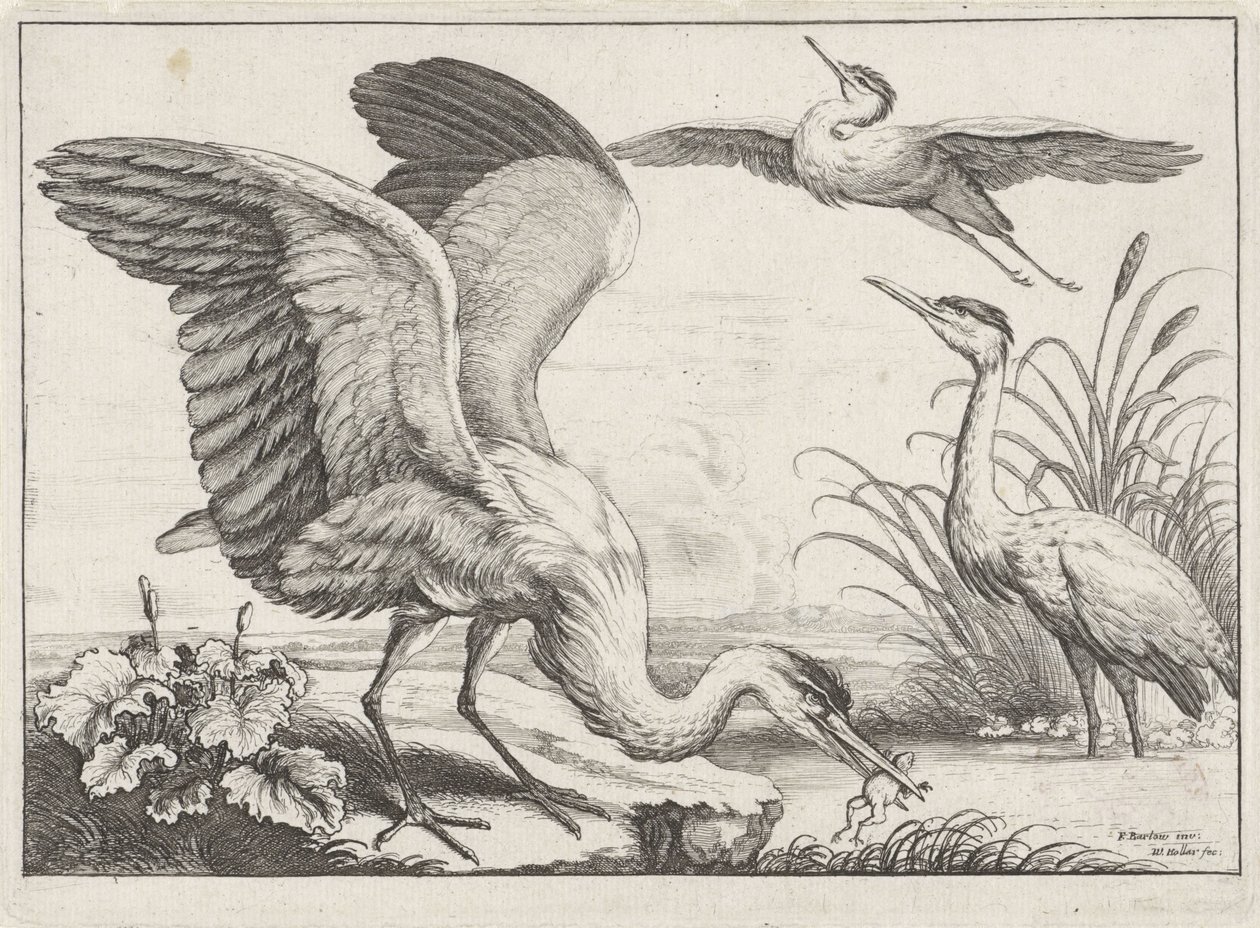 Három gém Diversae avium fajok (sorozat címe) Különböző madarak (sorozat címe) alkotó: Wenceslaus Hollar