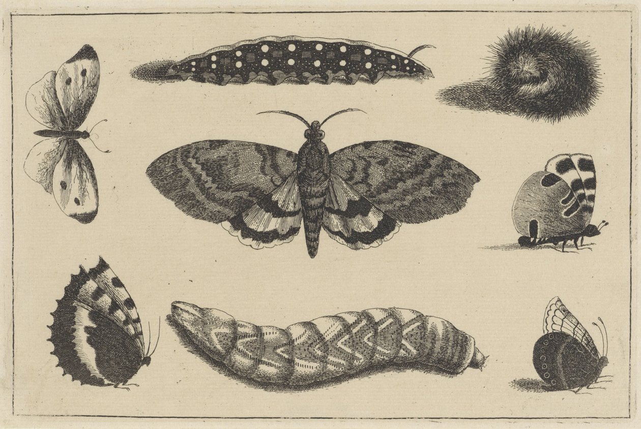 Három hernyó, egy lepke és négy pillangó Különféle rovarok (sorozat címe) Diversae Insectorum (sorozat címe) alkotó: Wenceslaus Hollar
