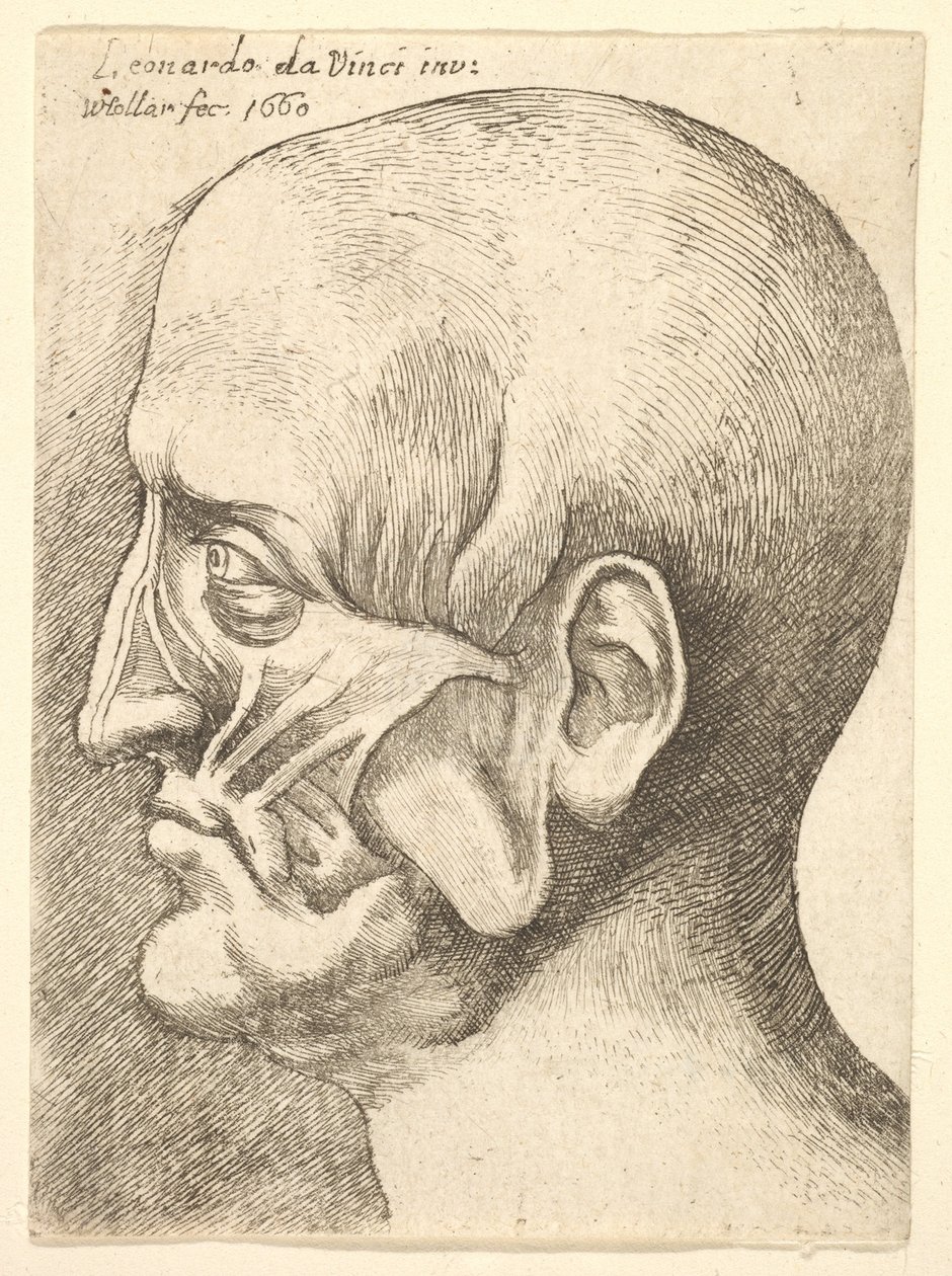 Ecorche férfi feje profilban balra, 1660. alkotó: Wenceslaus Hollar