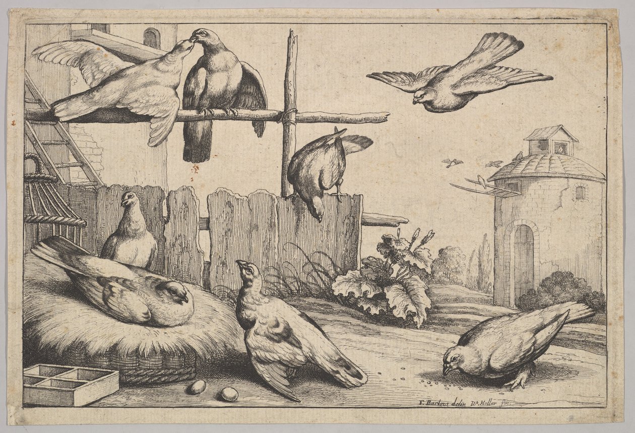 Nyolc galamb, 1625-77. alkotó: Wenceslaus Hollar