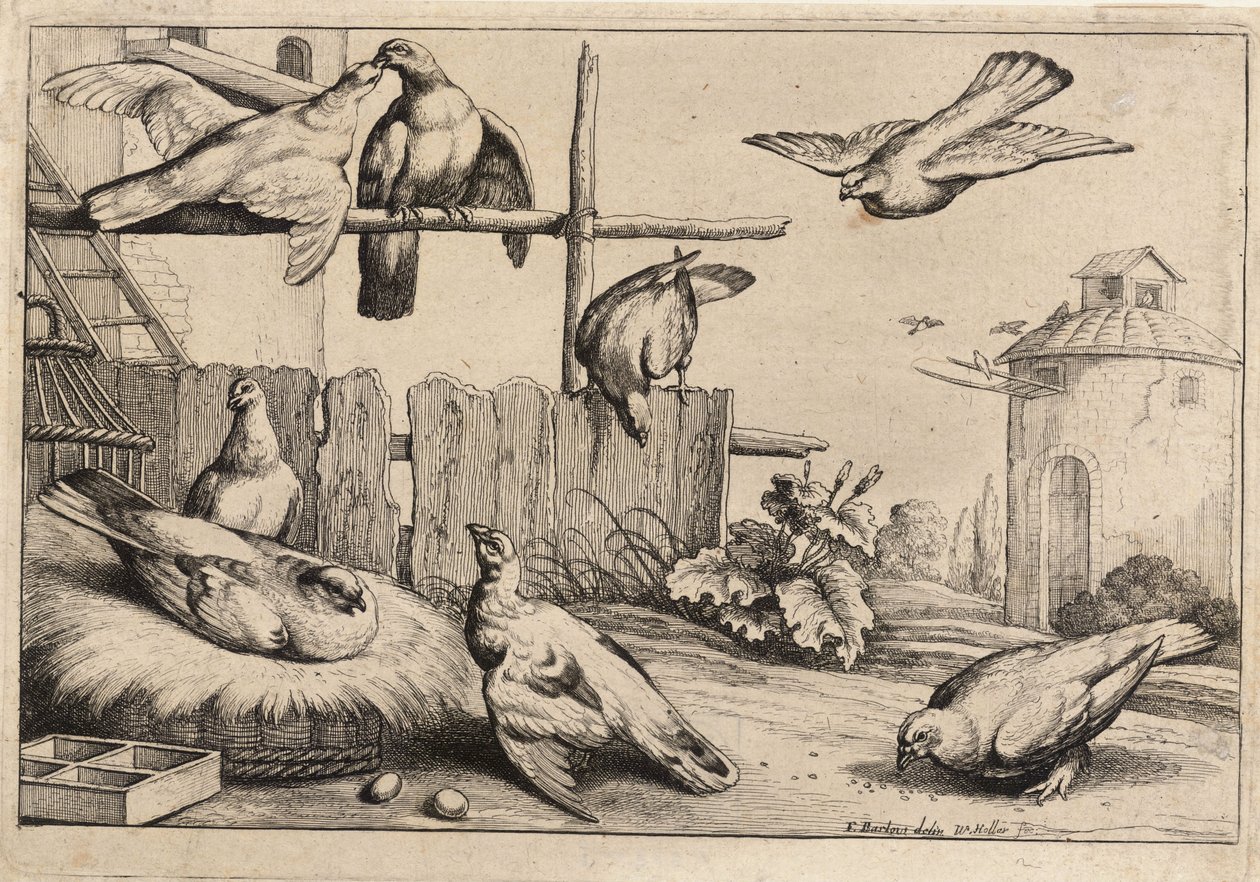 Nyolc galamb. 1. állapot alkotó: Wenceslaus Hollar