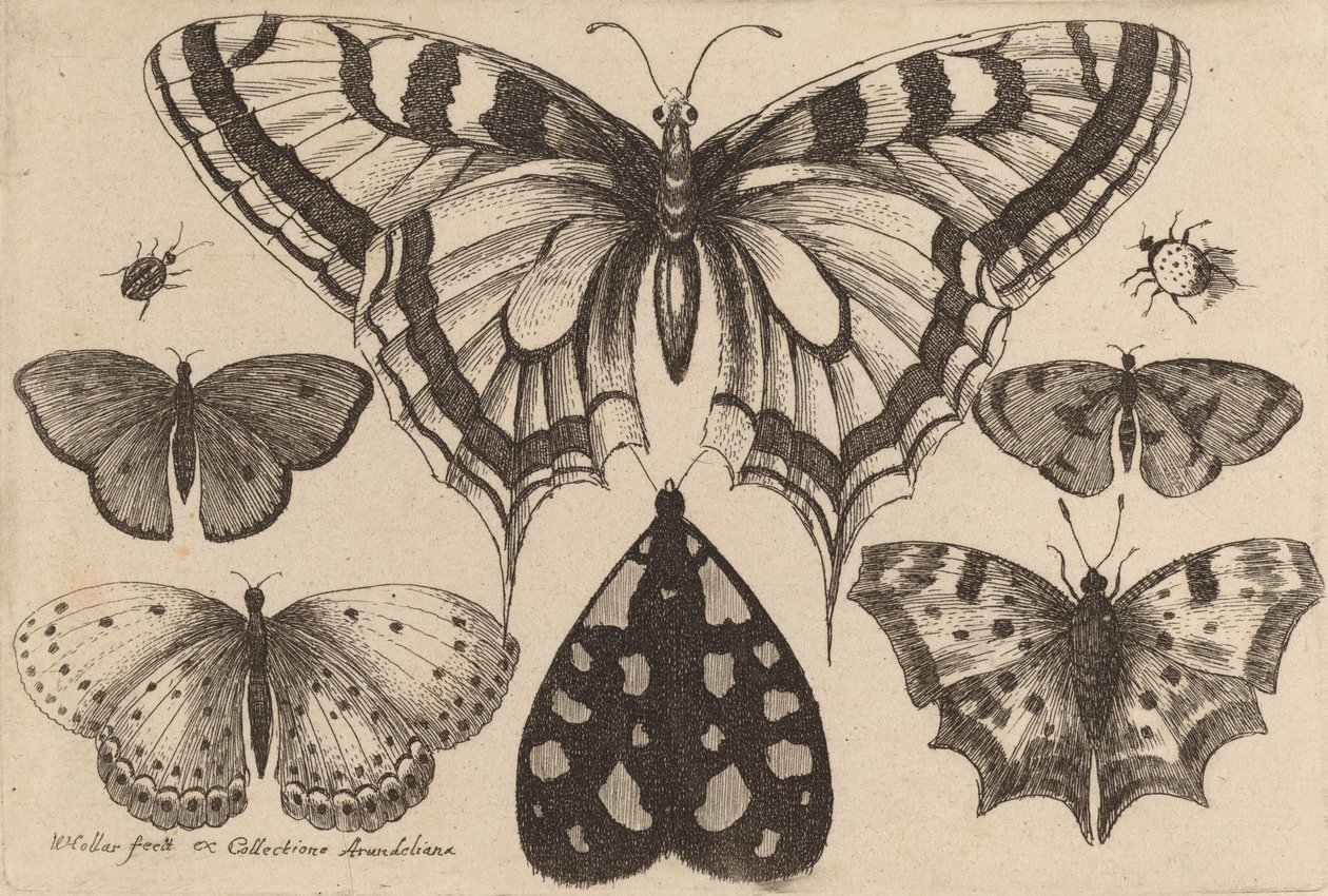 Öt pillangó, egy lepke és két bogár, 1646. alkotó: Wenceslaus Hollar