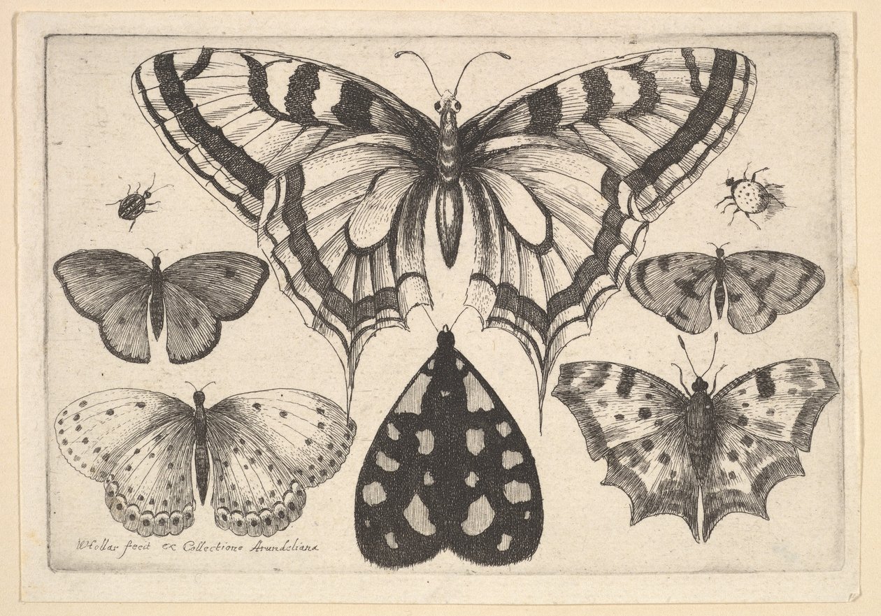 Öt pillangó, egy lepke és két bogár, 1646. alkotó: Wenceslaus Hollar