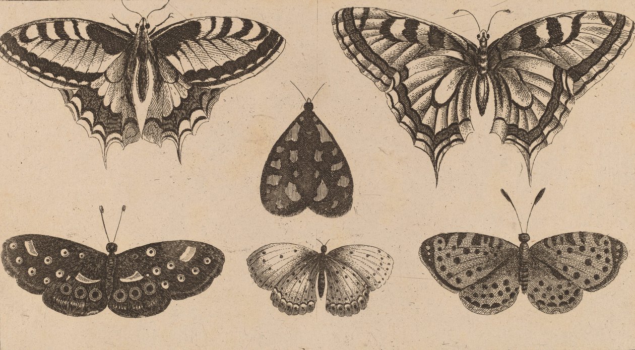 Öt pillangó és egy lepke. alkotó: Wenceslaus Hollar