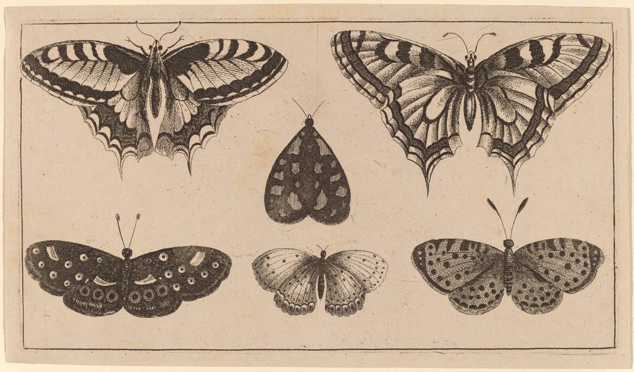 Öt pillangó és egy lepke alkotó: Wenceslaus Hollar
