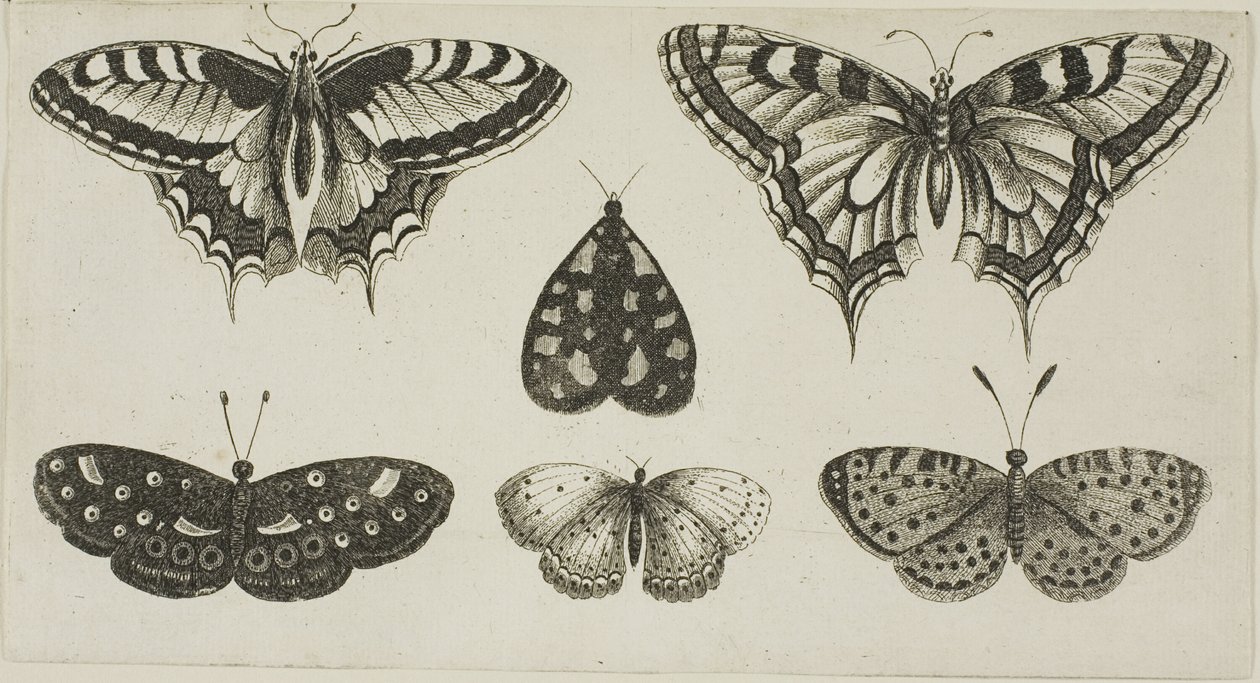 Öt pillangó és egy lepke alkotó: Wenceslaus Hollar