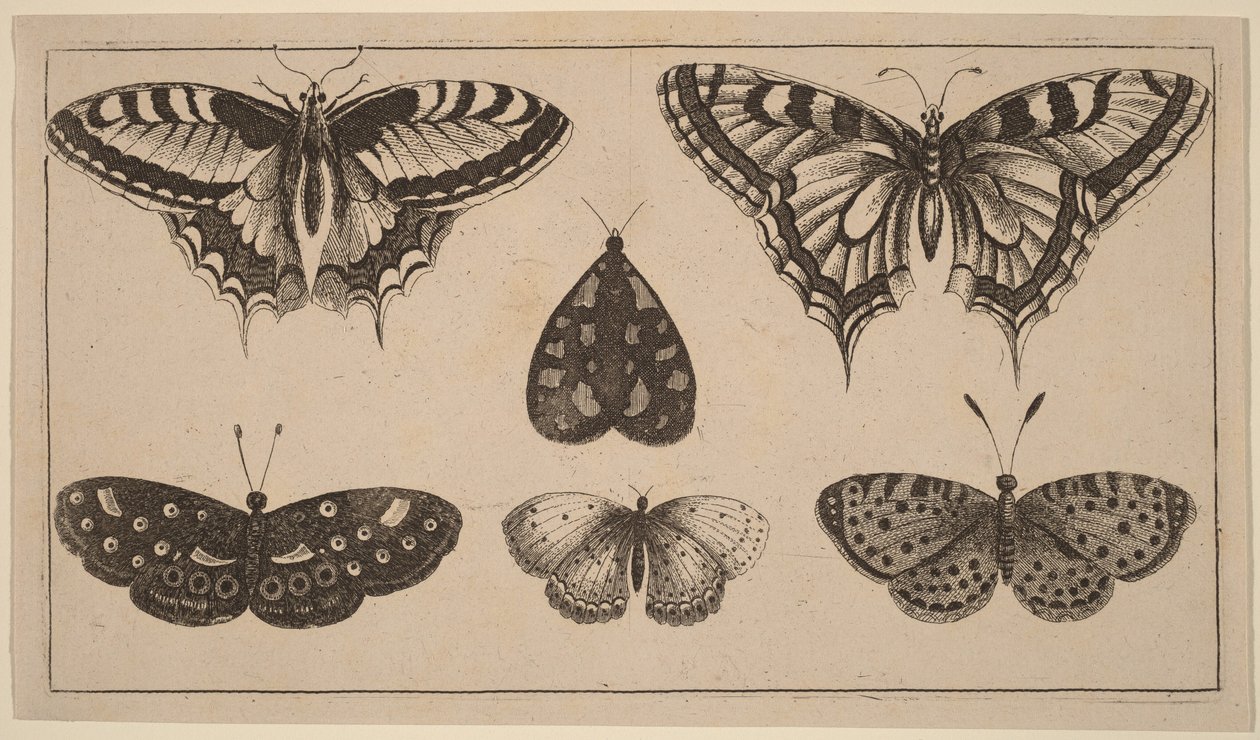 Öt lepke és egy moly alkotó: Wenceslaus Hollar