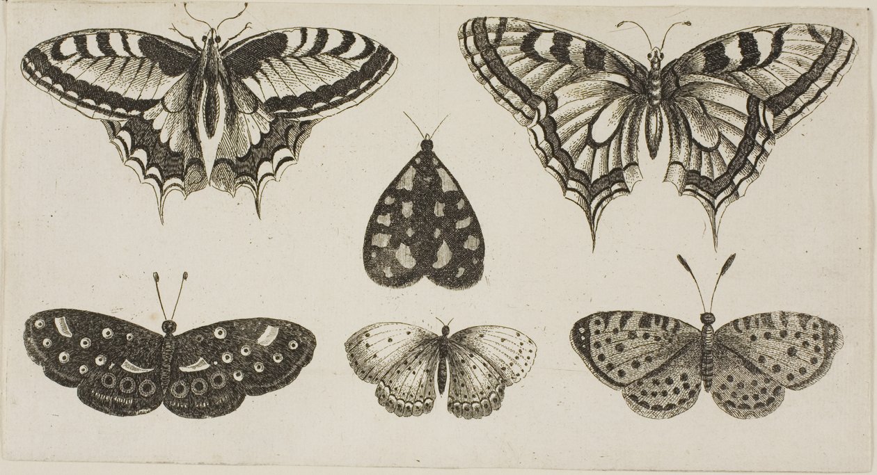 Öt pillangó és egy lepke alkotó: Wenceslaus Hollar