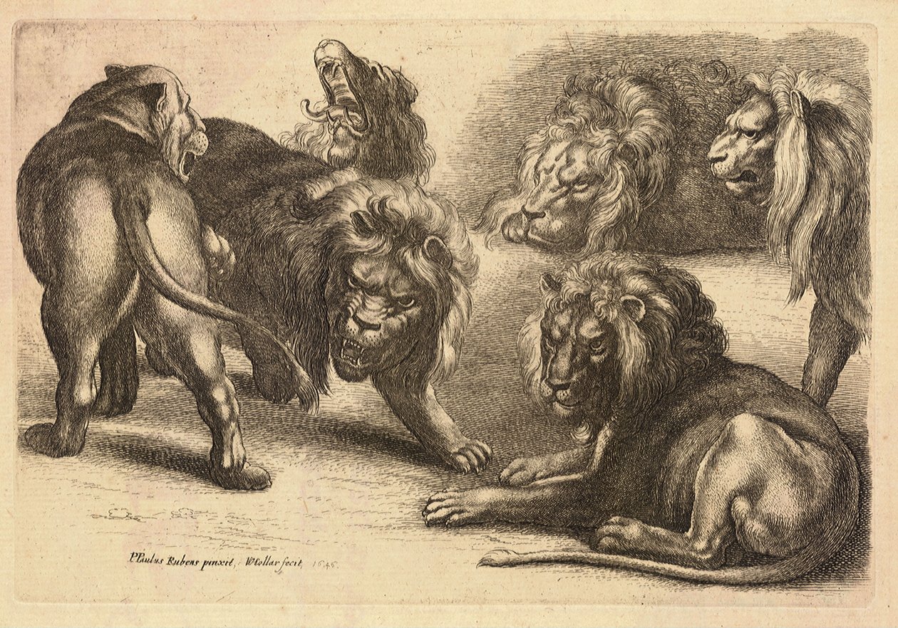 Öt oroszlán és egy oroszlán, Rubens után alkotó: Wenceslaus Hollar