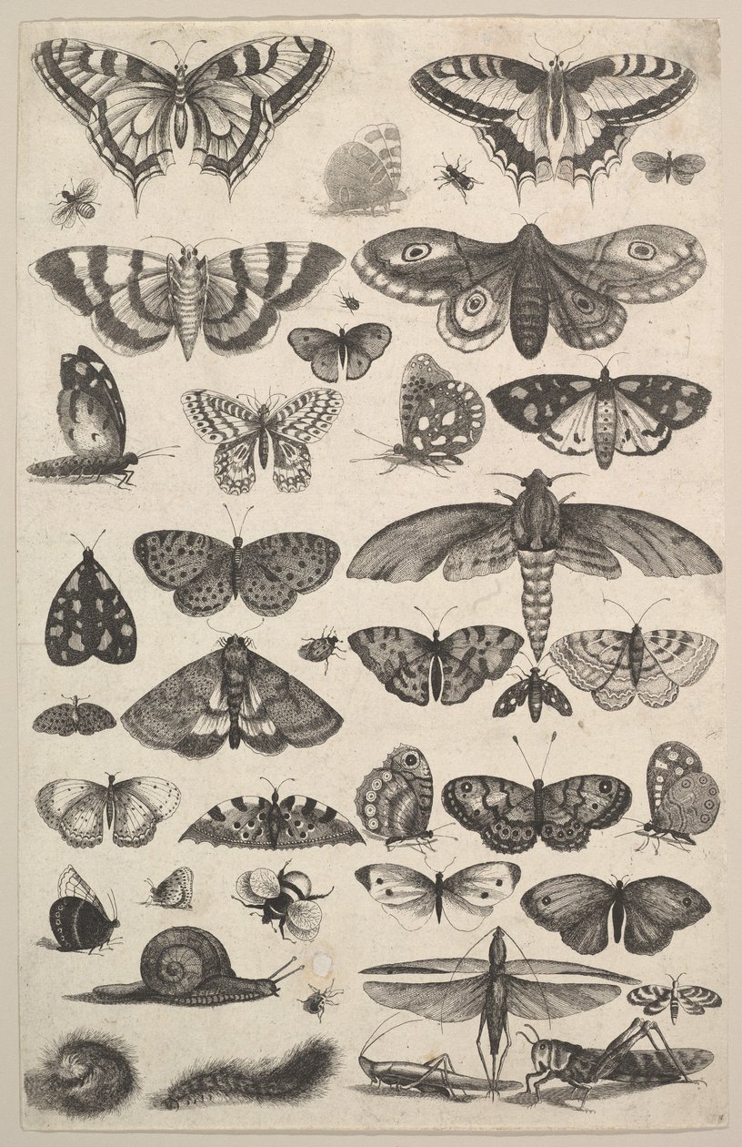 Negyvenegy rovar, köztük lepkék és lepkék, 1625-77. alkotó: Wenceslaus Hollar