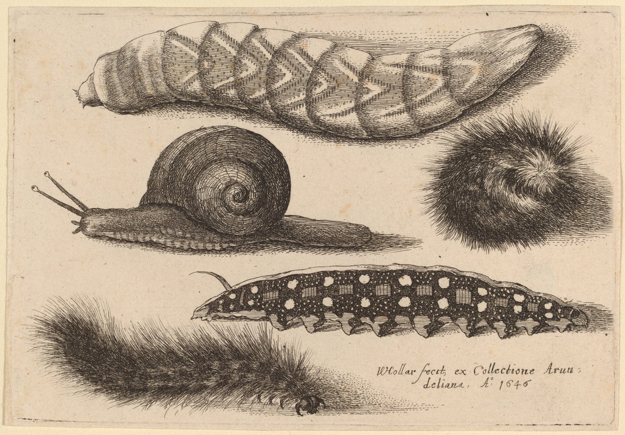 Négy hernyó és egy csiga alkotó: Wenceslaus Hollar