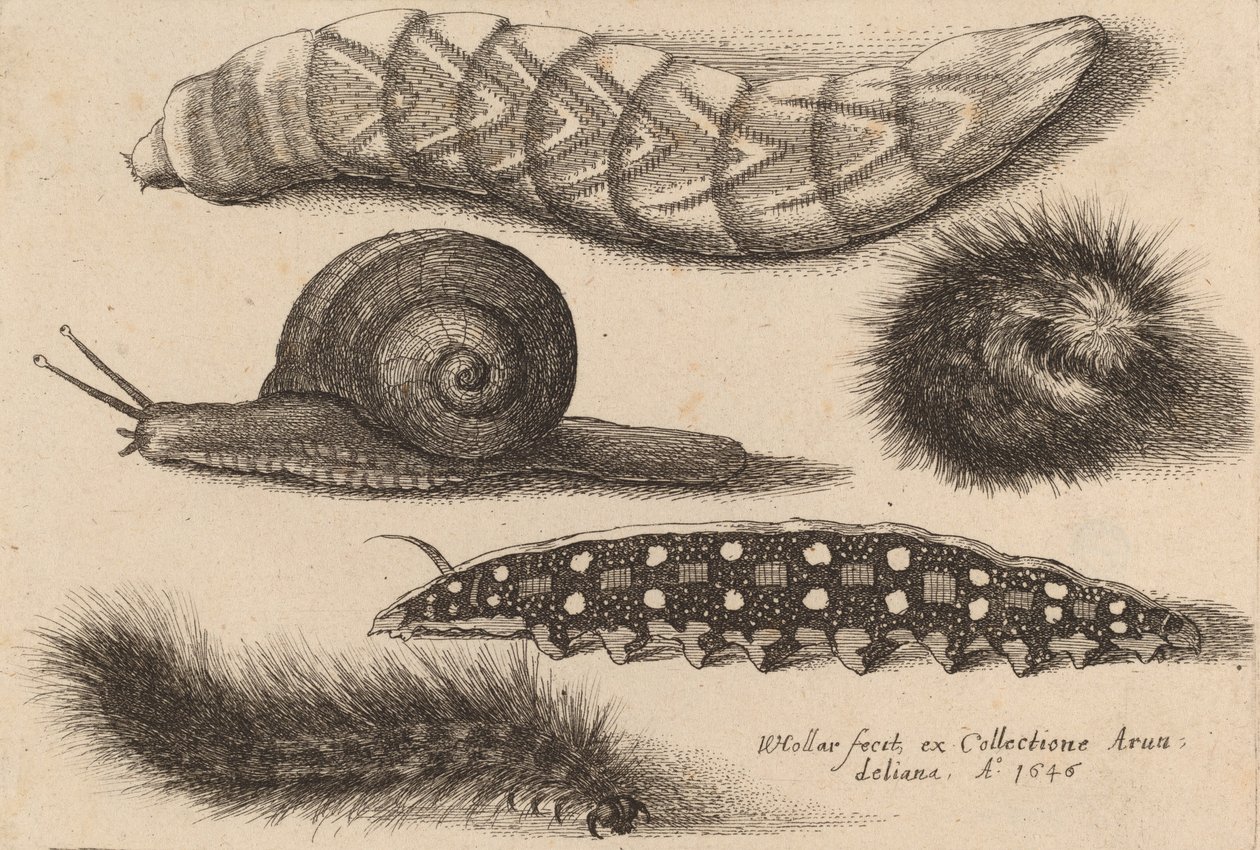Négy hernyó és egy csiga, 1646. alkotó: Wenceslaus Hollar