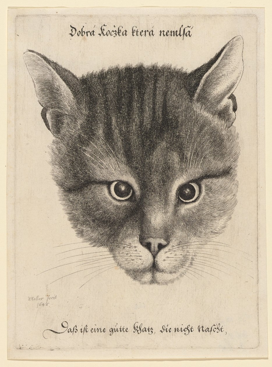 Macskafej, közepes méret alkotó: Wenceslaus Hollar