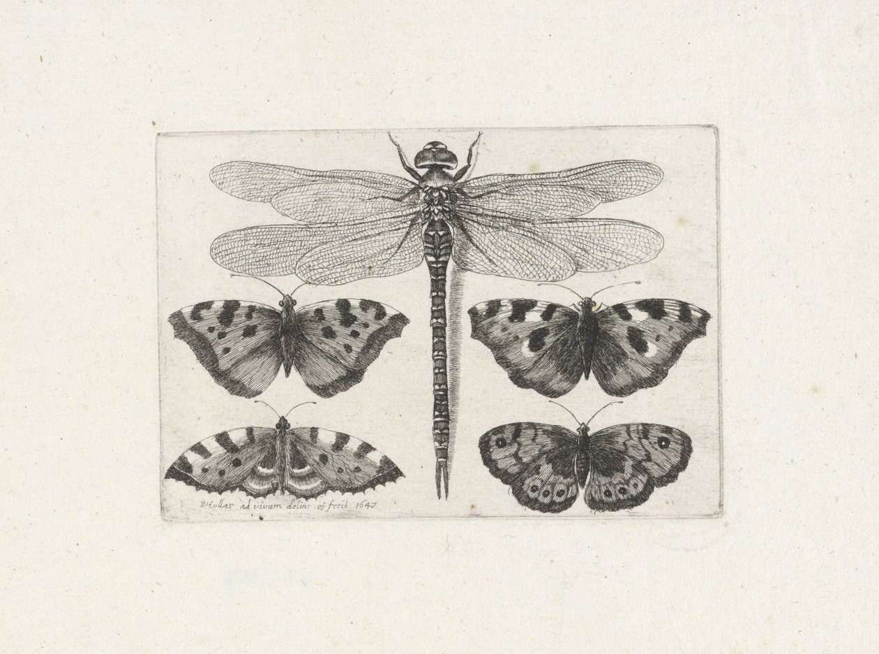 Szitakötő és négy pillangó alkotó: Wenceslaus Hollar