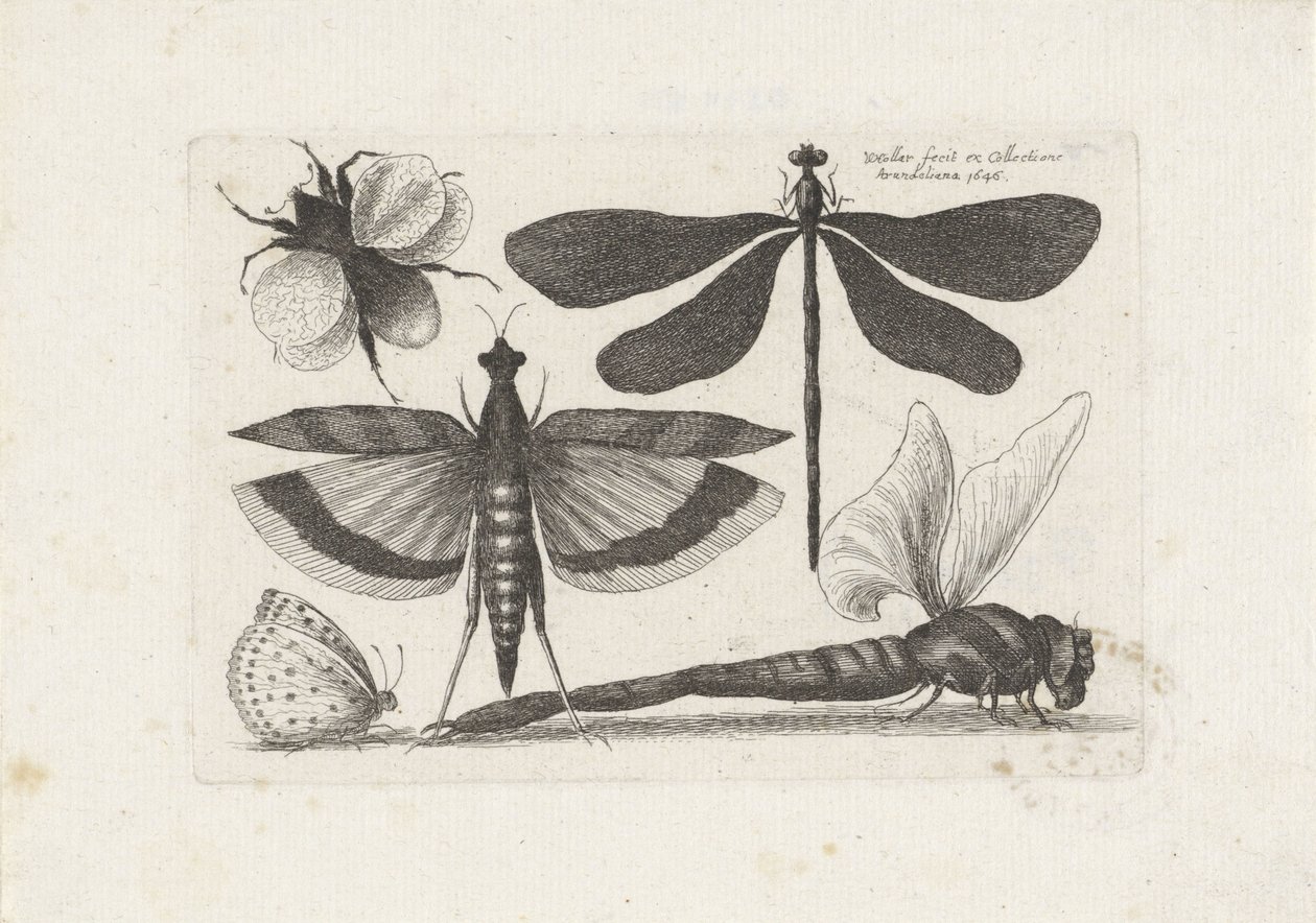 Szitakötők, pillangó és egy darázs Rovarok (sorozat címe) Muscarum Scarabeorum (sorozat címe) alkotó: Wenceslaus Hollar